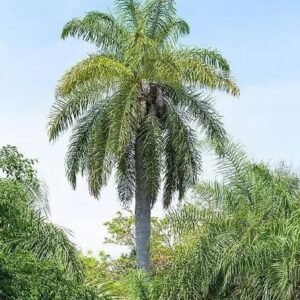 coyol tree, murder tree
