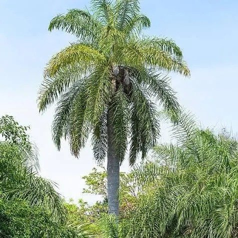 coyol tree, murder tree